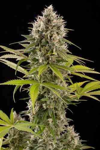 Industrial Plant > Dinafem Seeds